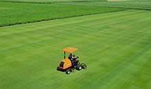 New DLF varieties score well on latest STRI and Grasgids listings